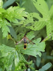 Synanthedon bicingulata