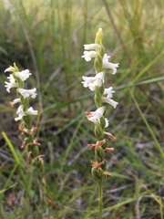 Spiranthes aestivalis