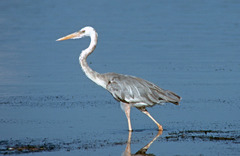 Ardea herodias occidentalis × wardi