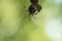 Parasteatoda simulans