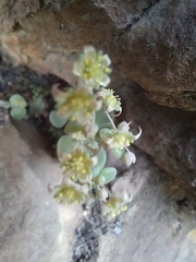 Crassula nemorosa