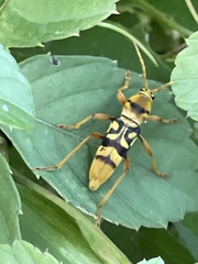 Chlorophorus quinquefasciatus