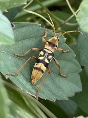 Chlorophorus quinquefasciatus