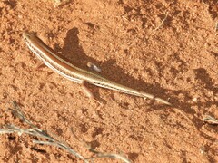 Trachylepis occidentalis