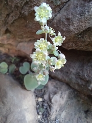 Crassula nemorosa