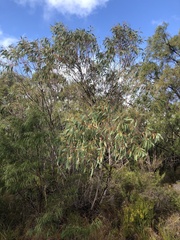Eucalyptus megacarpa