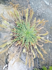 Plantago coronopus