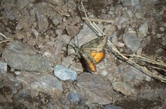 Paranotoreas brephosata