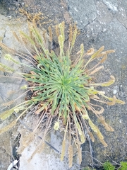 Plantago coronopus