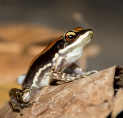 Hydrophylax bahuvistara