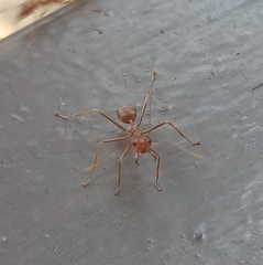 Oecophylla smaragdina