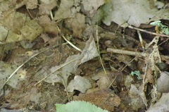 Phalaenophana pyramusalis