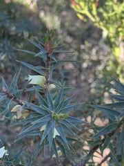 Melichrus urceolatus