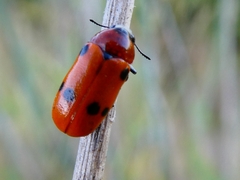 Tituboea sexmaculata