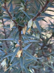 Melichrus urceolatus