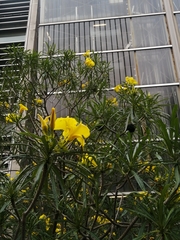 Cascabela thevetioides