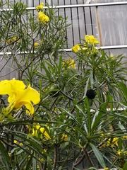 Cascabela thevetioides