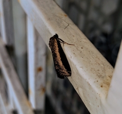 Lophoptera squammigera