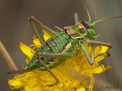 Steropleurus andalusius