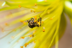 Lasioglossum loetum