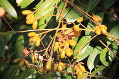 Eurycoma harmandiana