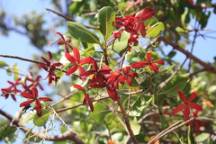 Gluta usitata