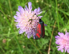 Zygaena minos