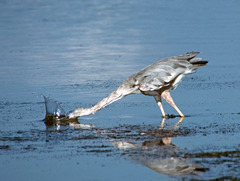 Ardea herodias occidentalis × wardi