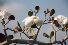 Gardenia saxatilis