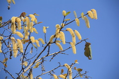 Terminalia corticosa