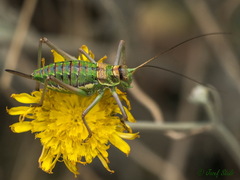 Steropleurus andalusius