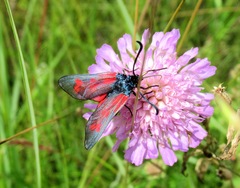 Zygaena minos