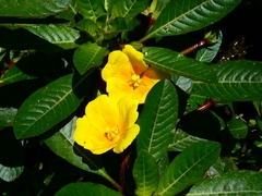 Ludwigia grandiflora