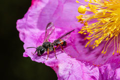 Cerceris concinna