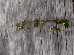 Thalictrum sparsiflorum
