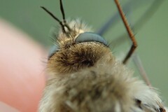 Bombylius canescens
