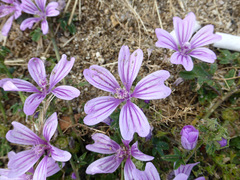 Malva sylvestris