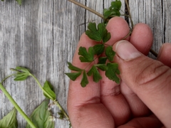 Thalictrum sparsiflorum