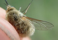 Bombylius canescens