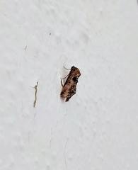 Lophoptera illucida