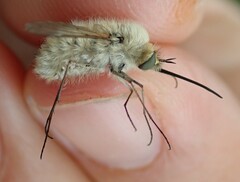 Bombylius canescens