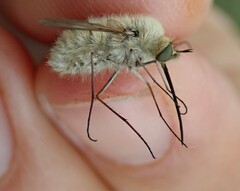 Bombylius canescens