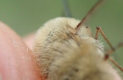 Bombylius canescens