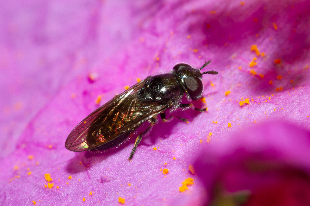 Smoothleg Flies