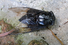 Cryptotympana holsti