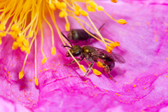 Lasioglossum loetum
