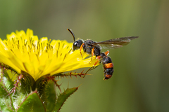 Cerceris concinna