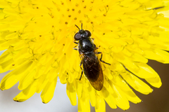 Heringia adpropinquans