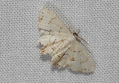 Epiplema conflictaria