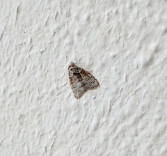 Nola canioralis